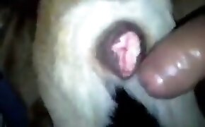 Magrinha bucetuda sentando no pau grosso com o cu - guy fucks animal, zoophilia fuck porn