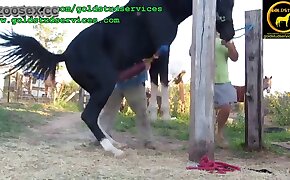 pony, zoophilia fuck porn